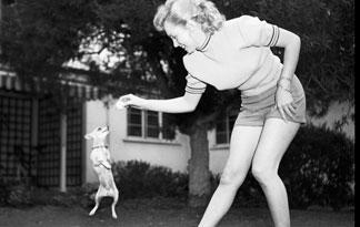 5-surprising-chihuahua-facts5