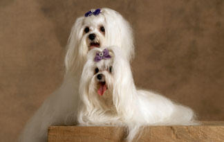 facts about maltese dogs