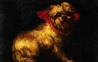 5-surprising-maltese-facts1
