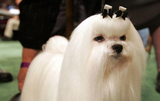 5-surprising-maltese-facts2