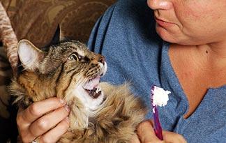 teeth cleaning cats