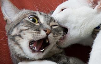 5-tips-to-stop-cats-from-fighting0.jpg