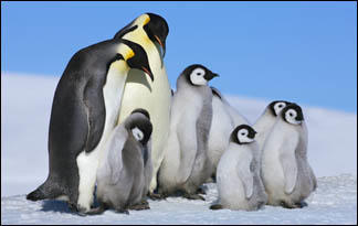 adaptations animal animals together living song evolution penguin read wild less