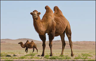 adaptations animals animal wild adaptation survival examples different habitat types camel behaviors help planet