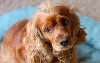 cocker spaniel with short ears