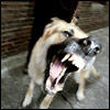 aggression0