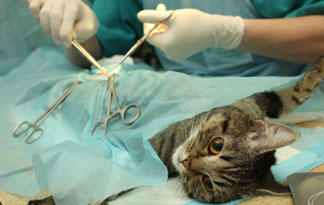 do female cats go into heat after being spayed