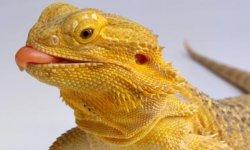 uv light for bearded dragon pets at home