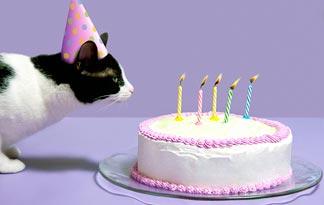best-birthday-party-ideas-for-cats0.jpg