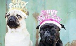 Dog Birthday Party Ideas Summer Happy Everything | Animal Planet