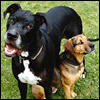 big-dog-guide0