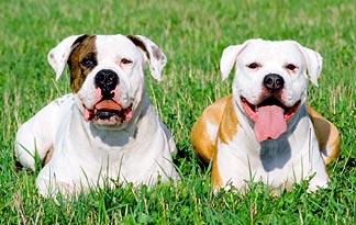 american bulldog bully type