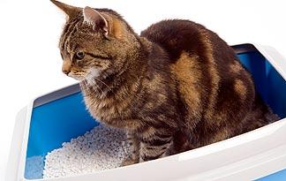 how often should a cat pee