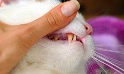 do cat teeth look like