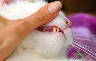 cat teeth milk