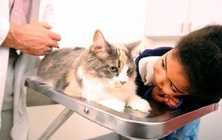 Do cats need an FVRCP vaccination 