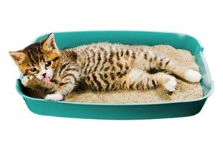 cat litter meaning