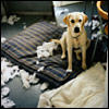 destructive0