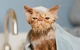 do-cats-really-hate-water0.jpg