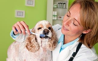 dog dental care