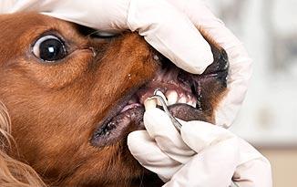 canine teeth loose
