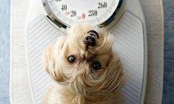 small dog weight loss food