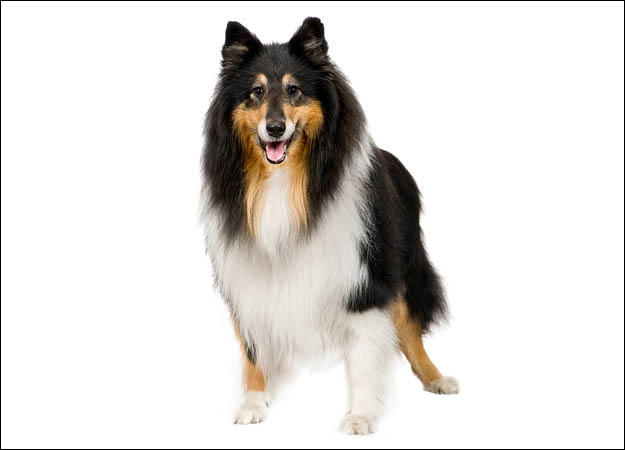 rough collie dogs 101