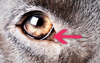 Why Do Dogs Have A Third Eyelid Healthy Dogs Animal Planet