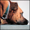 dogbehavioral0