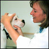 dogcallvet0