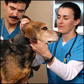 doghealthintro0