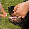 dogstrategies0