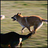 dogunleashed0