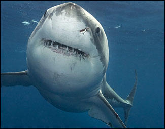 No. 5 – Great White Shark | Animal Planet