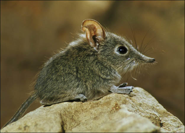 7. Shrew | Animal Planet