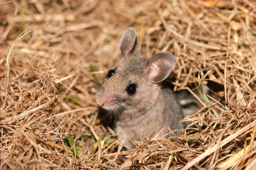 9. Mouse | Animal Planet