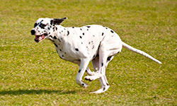 canine running