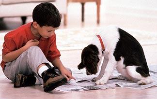 paper training your puppy