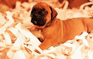 paper training puppy