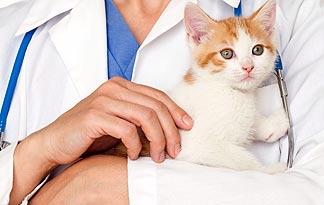 veterinarian cats