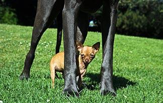 Small Dog to a Large Dog | Small Dogs 
