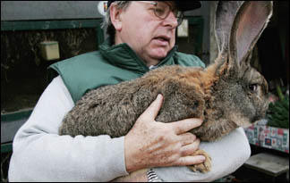 giant wild rabbit