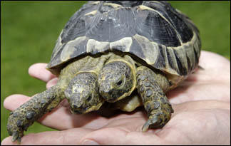 No. 4 – Two-Headed Turtle | Animal Planet