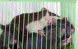 6 Once You Catch A Rat It S Case Closed Infested Animal Planet