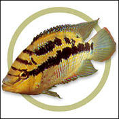 salvini cichlid care