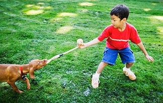 simple-ways-to-green-your-pet2