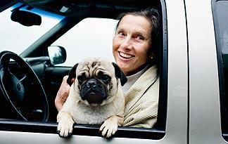 small-dogs-car-safety0
