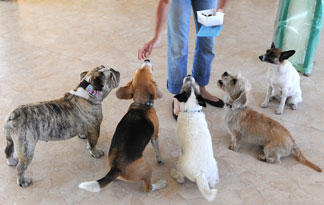 care dogs doggy tips doggie read less