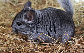 chinchilla animal