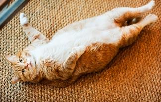 feline diabetes? | Healthy Cats